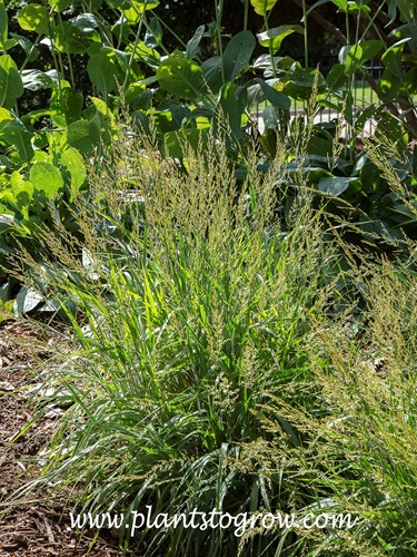 Calamagrostis 'Cheju-Do' (Calamagrostis)
